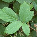 Rubus siemianicensis (jeżyna siemianicka)