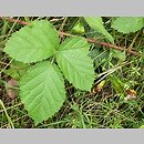 Rubus spribillei (jeżyna Spribillego)