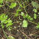 Apium (selery)