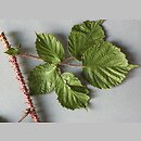 Rubus koehleri (jeżyna Köhlera)