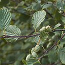Alnus viridis (olsza zielona)