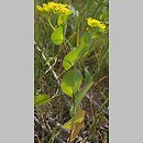 Bupleurum rotundifolium (przewiercień okrągłolistny)