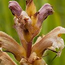 Orobanche lutea (zaraza czerwonawa)
