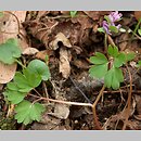 Corydalis intermedia (kokorycz wątła)