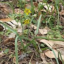 Gagea lutea (złoć żółta)