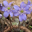 Hepatica (przylaszczka)