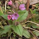 Pulmonaria officinalis agg. (miodunka plamista agg.)