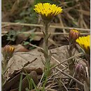 Tussilago farfara (podbiał pospolity)