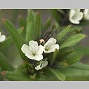 Lithospermum (nawrot)