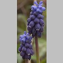 Muscari neglectum (szafirek groniasty)