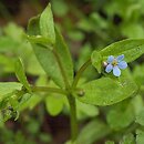 Omphalodes scorpioides (ułudka leśna)