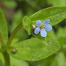 Omphalodes (ułudka)