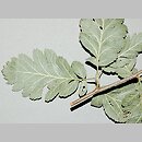 Sorbus hybrida (jarząb pośredni)