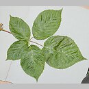 Rubus nessensis (jeżyna lochneseńska)