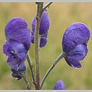 Aconitum ×berdaui nssp. walasii (tojad Berdaua Walasa)