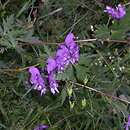 Aconitum degenii ssp. degenii (tojad wiechowaty typowy)