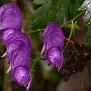 Aconitum degenii ssp. degenii var. intermedium (tojad kosmatoowockowy)