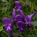 Aconitum lasiocarpum ssp. kotulae (tojad wschodniokarpacki Kotuli)