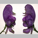 Aconitum lasiocarpum ssp. lasiocarpum (tojad wschodniokarpacki typowy)