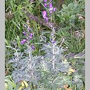 Aconitum clusianum (tojad Kluzjusza)