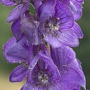 Aconitum plicatum (tojad sudecki)