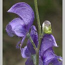 Aconitum plicatum ssp. sudeticum (tojad sudecki gruczołowy)