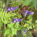 Aconitum variegatum ssp. variegatum (tojad dzióbaty typowy)