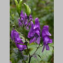 Aconitum ×gayeri (tojad Gayera)