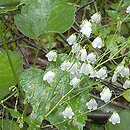 Adenophora (dzwonecznik)