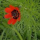 Adonis aestivalis (miłek letni)
