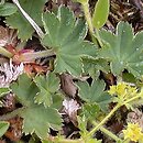 Alchemilla glaucescens (przywrotnik kosmaty)