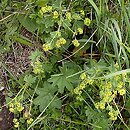 Alchemilla monticola (przywrotnik pasterski)