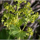 Alchemilla xanthochlora (przywrotnik żółtawozielony)