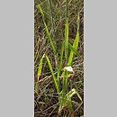 Allium scorodoprasum (czosnek wężowy)