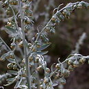 Artemisia absinthium (bylica piołun)