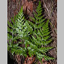 Asplenium adiantum-nigrum (zanokcica ciemna)