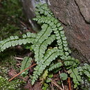 Asplenium viride (zanokcica zielona)
