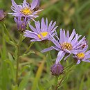 Aster amellus (aster gawędka)