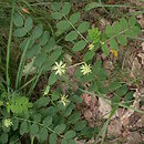 Astragalus glycyphyllos (traganek szerokolistny)