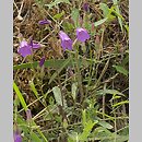 Campanula sibirica (dzwonek syberyjski)