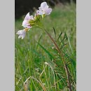 Cardamine pratensis s.str. (rzeżucha łąkowa)