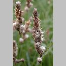 Carex disticha (turzyca dwustronna)