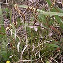 Carex praecox (turzyca wczesna)