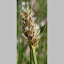 Carex vulpina (turzyca lisia)