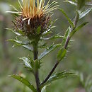 Carlina vulgaris agg. (dziewięćsił pospolity agg.)