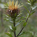 Carlina vulgaris s.str. (dziewięćsił pospolity)