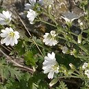Cerastium (rogownica)