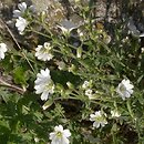Cerastium arvense (rogownica polna)