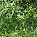 Actaea europaea (pluskwica europejska)