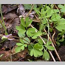Corydalis pumila (kokorycz drobna)